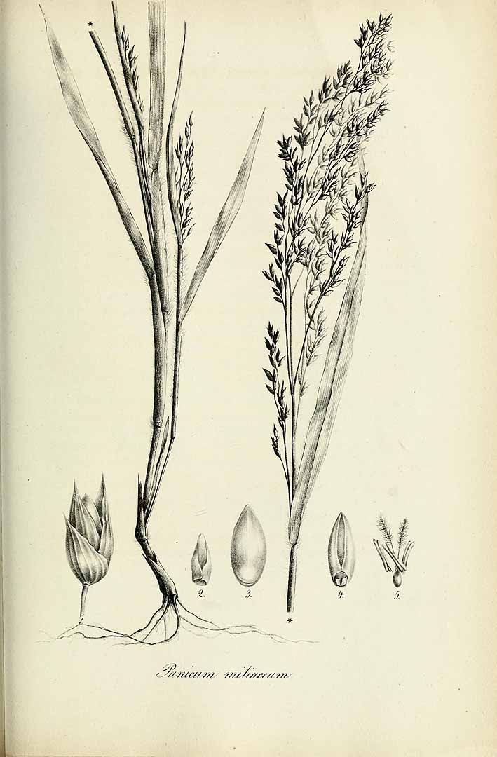 Panicum miliaceum