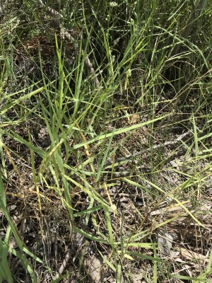 Panicum repens