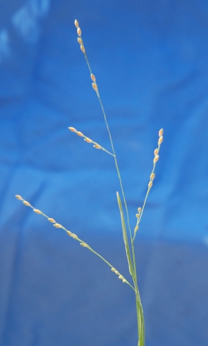 Panicum repens