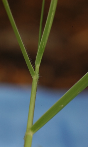 Panicum repens