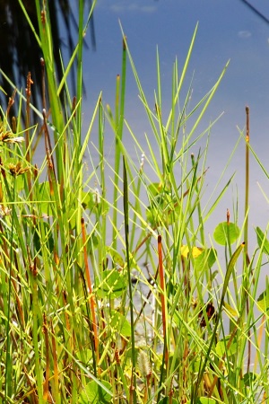 Panicum repens