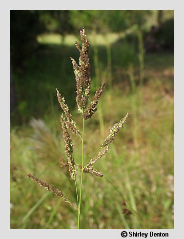 Panicum rigidulum