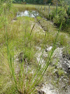 Panicum rigidulum