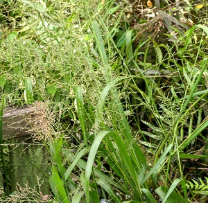 Panicum rigidulum