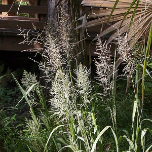 Panicum rigidulum