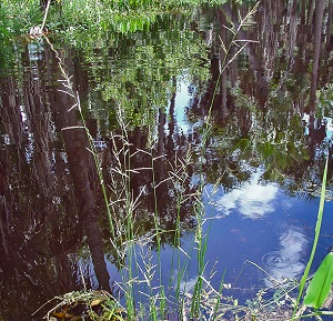 Panicum rigidulum