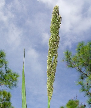 Panicum rigidulum