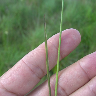 Panicum tenerum