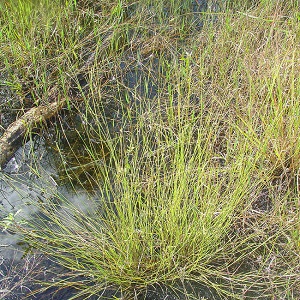 Panicum tenerum