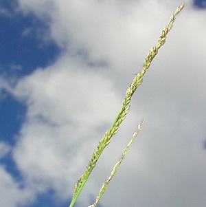 Panicum tenerum