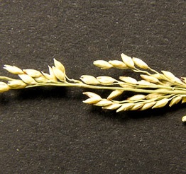 Panicum tenerum