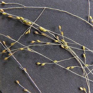 Panicum verrucosum