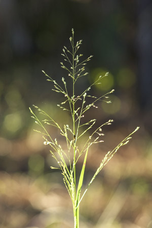 Panicum virgatum