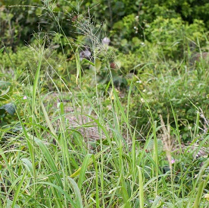 Panicum virgatum