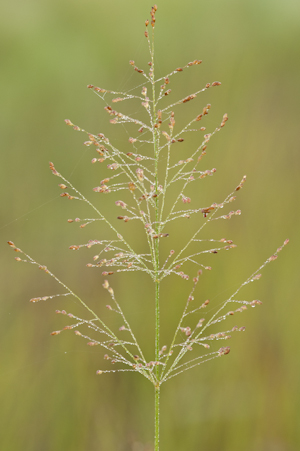 Panicum virgatum