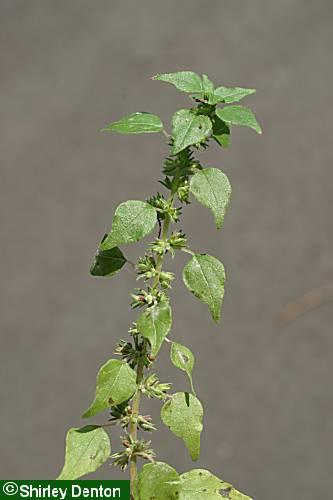 Parietaria floridana