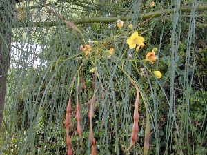 Parkinsonia aculeata