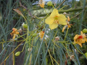 Parkinsonia aculeata