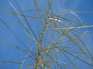 Parkinsonia aculeata