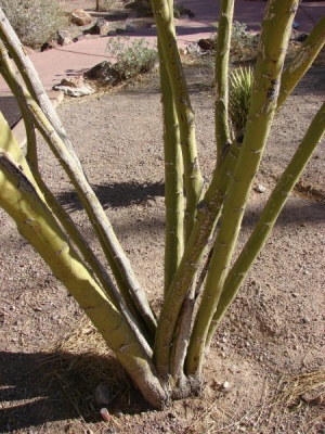 Parkinsonia aculeata