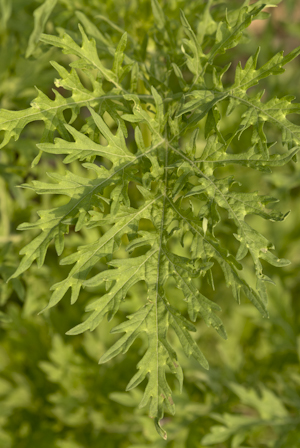 Parthenium hysterophorus