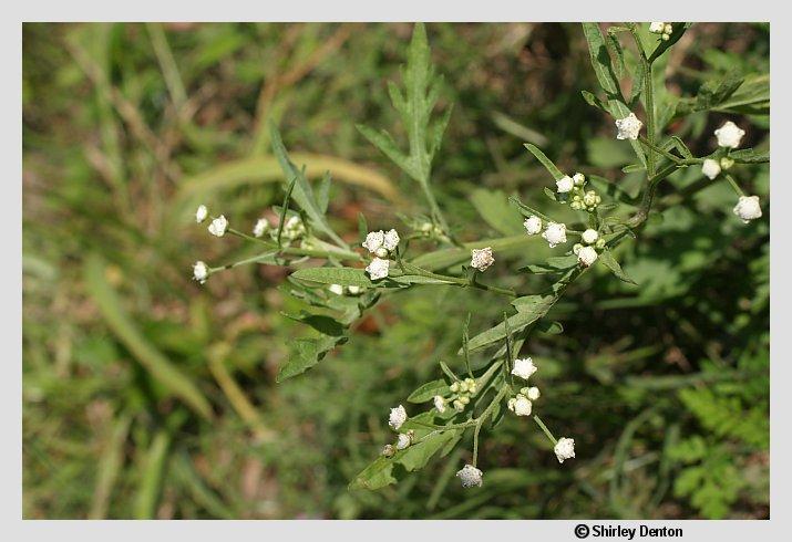 Parthenium hysterophorus