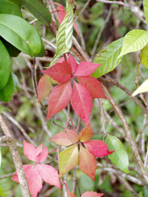 Parthenocissus quinquefolia