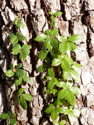 Parthenocissus quinquefolia