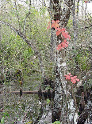 Parthenocissus quinquefolia