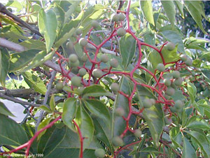 Parthenocissus quinquefolia