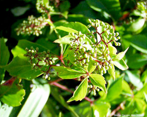 Parthenocissus quinquefolia