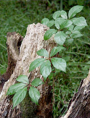 Parthenocissus quinquefolia