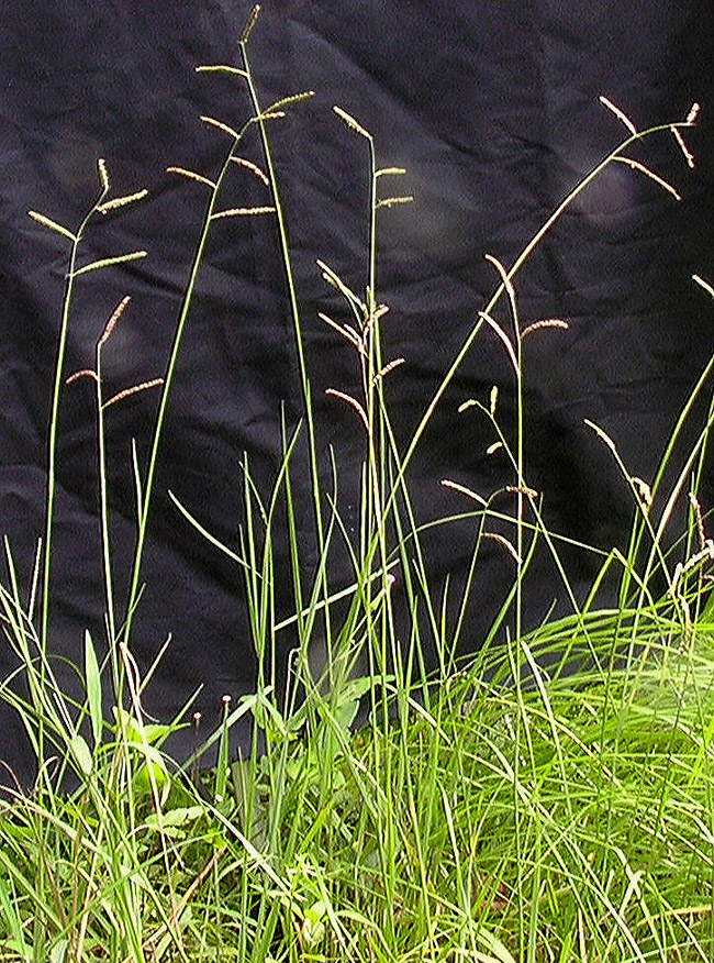 Paspalum boscianum