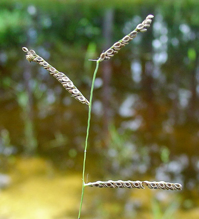 Paspalum boscianum