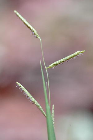 Paspalum caespitosum