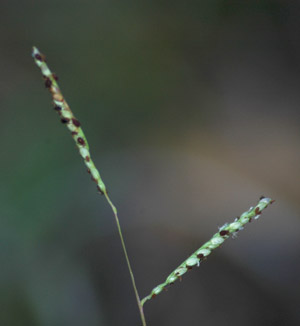 Paspalum caespitosum