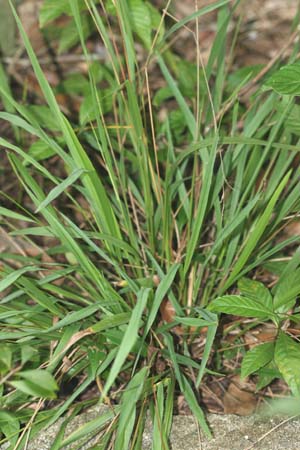 Paspalum caespitosum