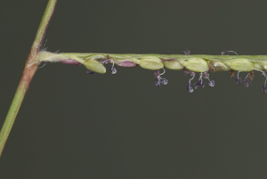 Paspalum caespitosum