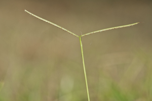 Paspalum conjugatum