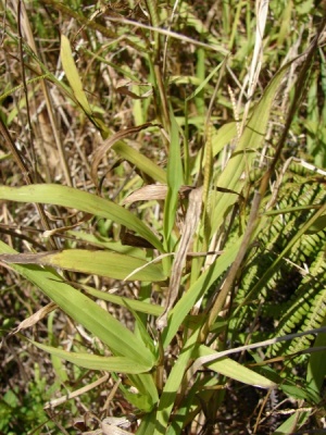 Paspalum conjugatum