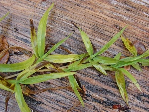 Paspalum conjugatum