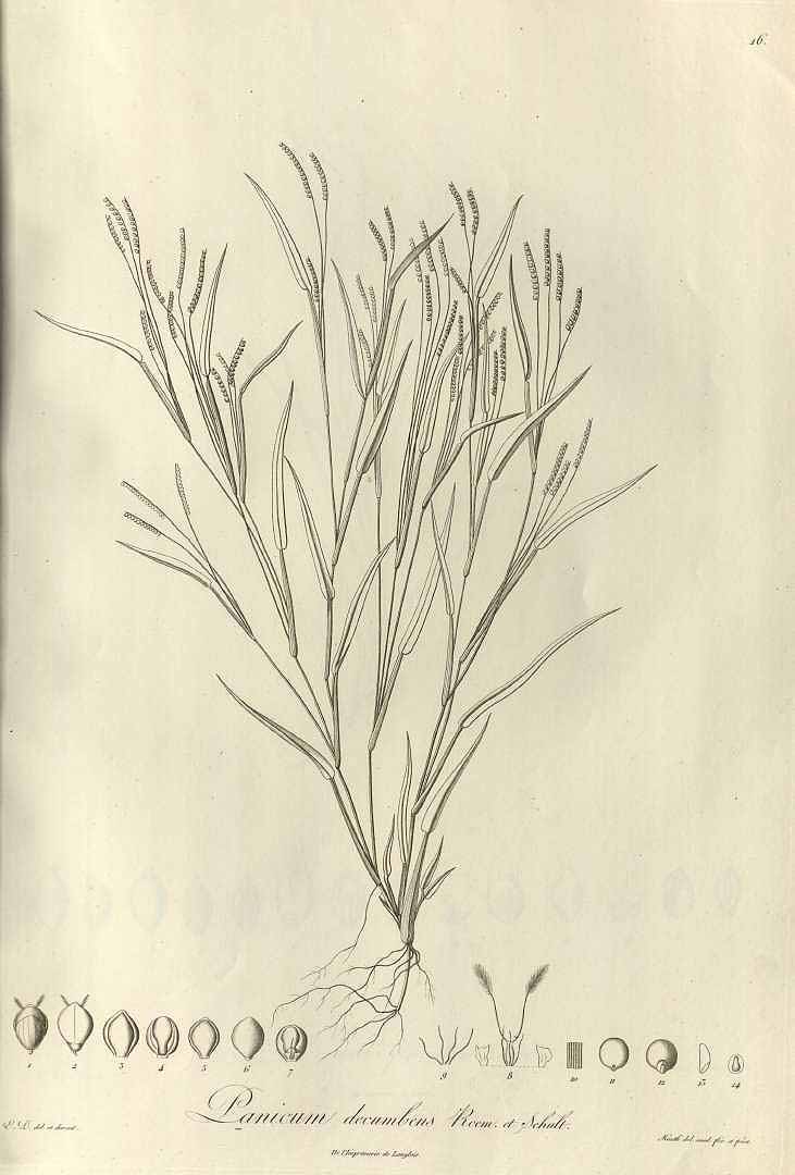 Paspalum decumbens