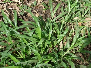 Paspalum fimbriatum