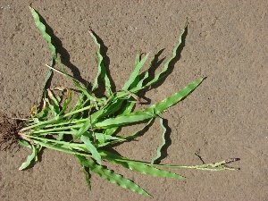 Paspalum fimbriatum