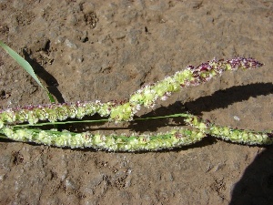 Paspalum fimbriatum