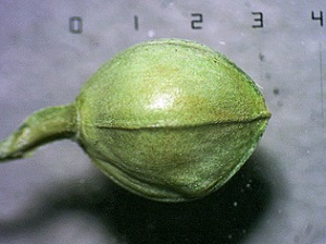 Paspalum floridanum