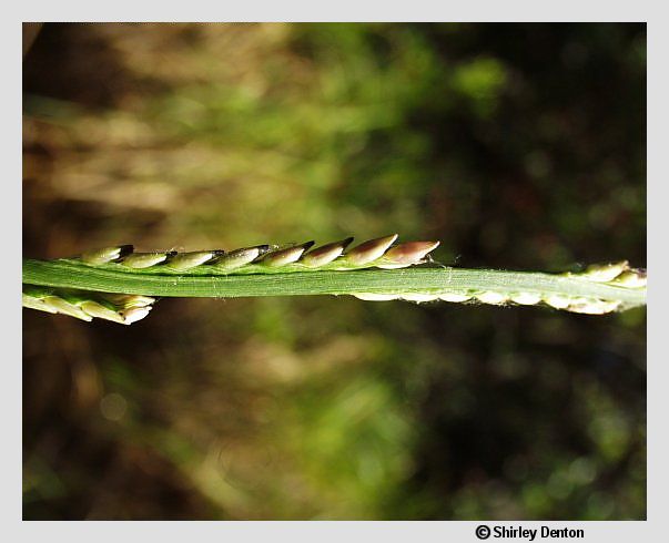 Paspalidium geminatum