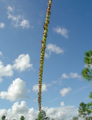 Paspalum monostachyum