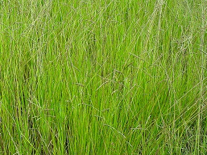 Paspalum nicorae