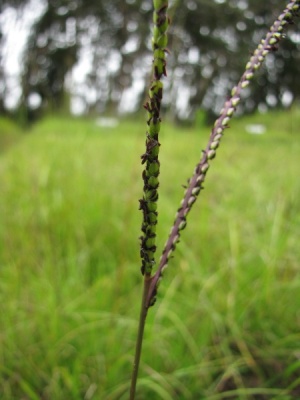 Paspalum notatum